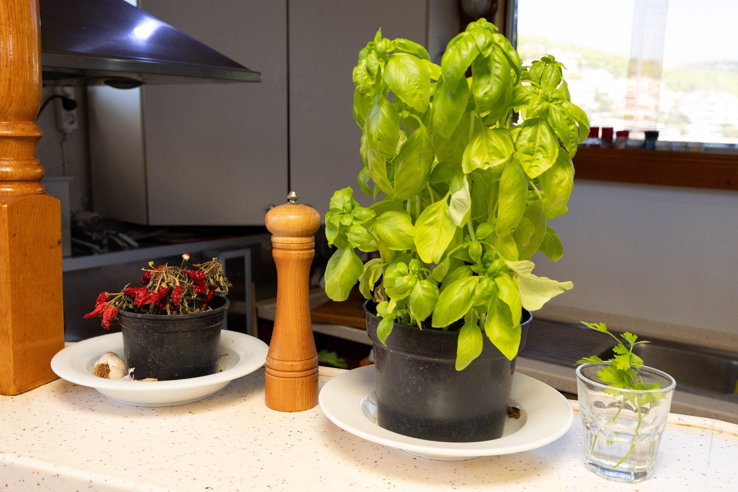 Gulet galley kitchen counter with potted basil, dried chillies, garlic, wooden pepper mill and coriander in glass
